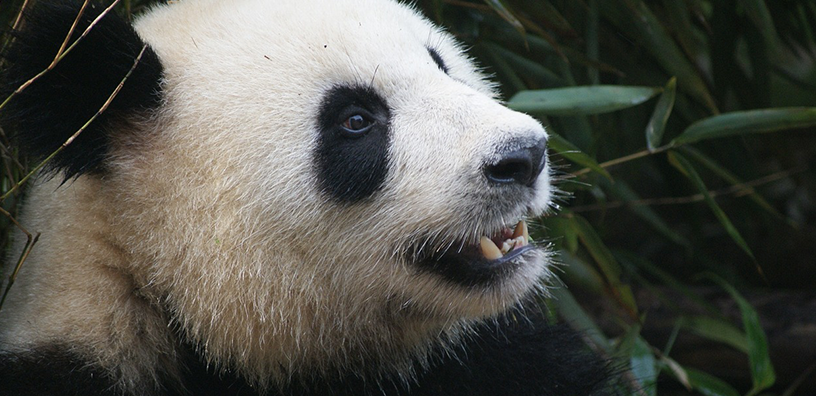 Fun facts for National Panda Day