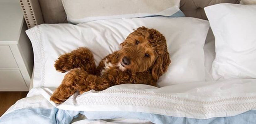 A dog resting on the bed.