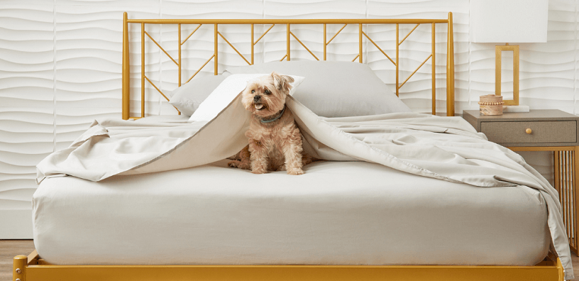 A dog covered in a sheet is sitting on a bed.