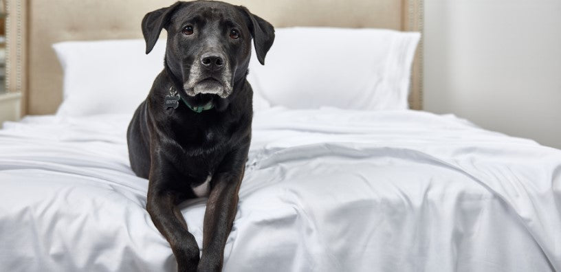 A dog is relaxing on the bed.