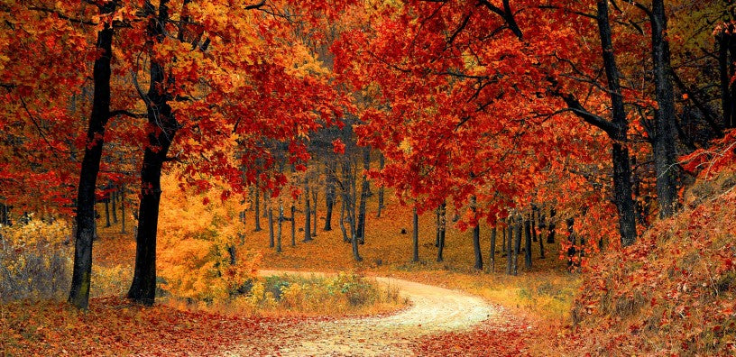 A typical autumn landscape. A road surrounded with some trees, and fallen and dried leaves.