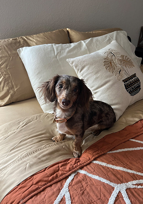 A dog comfortably sits on a bed, showcasing its relaxed demeanor and cozy environment.