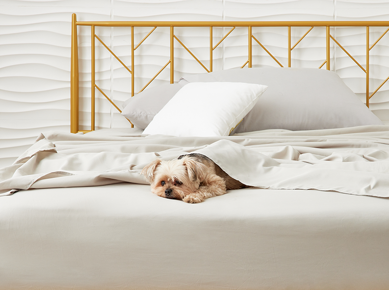 A dog resting comfortably on a bed with Cosy House Collection bedding.